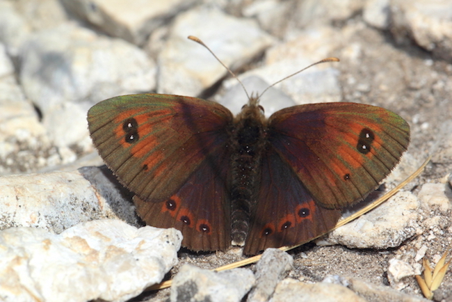 Erebia sp.